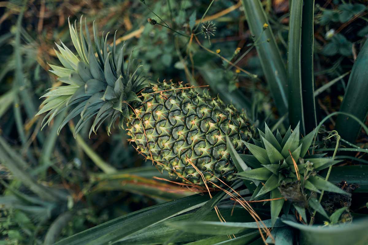 A pineapple growing from the ground